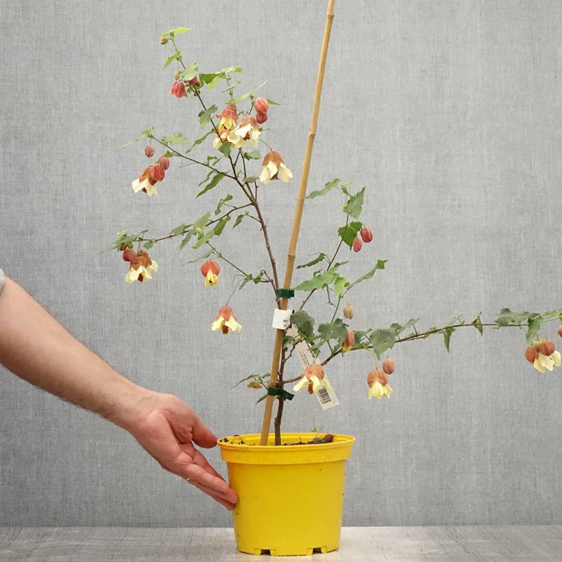 Abutilon megapotamicum - Abutilon du grand fleuve Pot de 3L/4L - Image 2