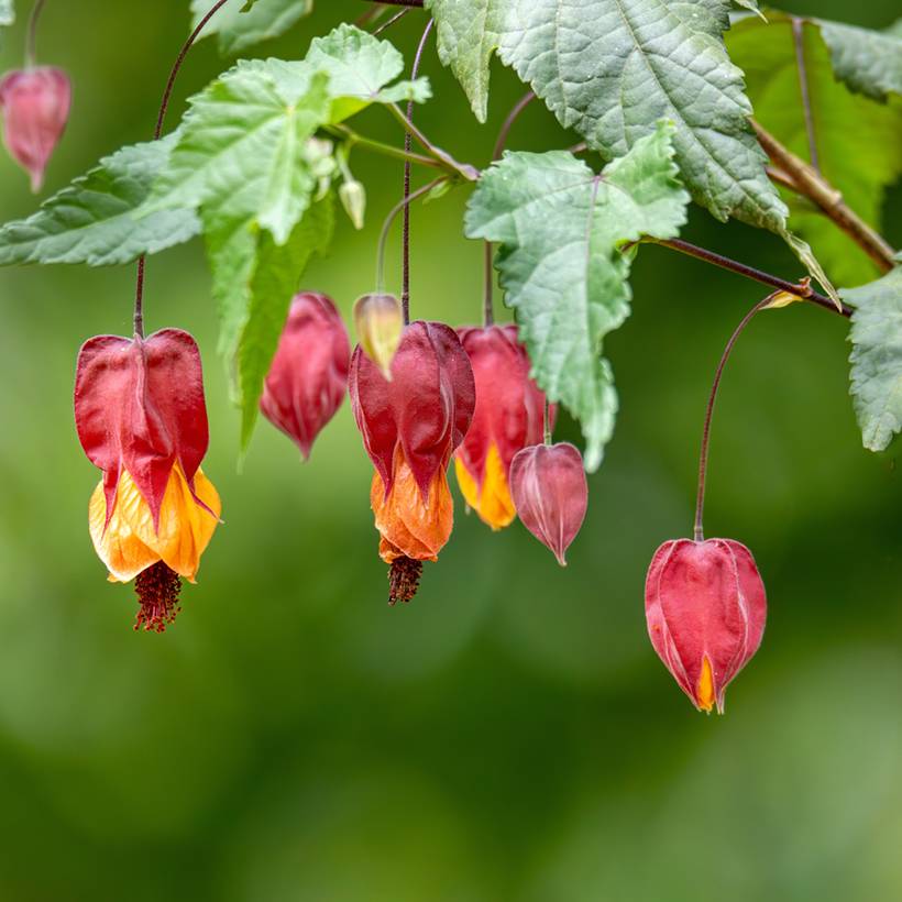 Abutilon megapotamicum - Abutilon du grand fleuve Pot de 3L/4L - Image 1