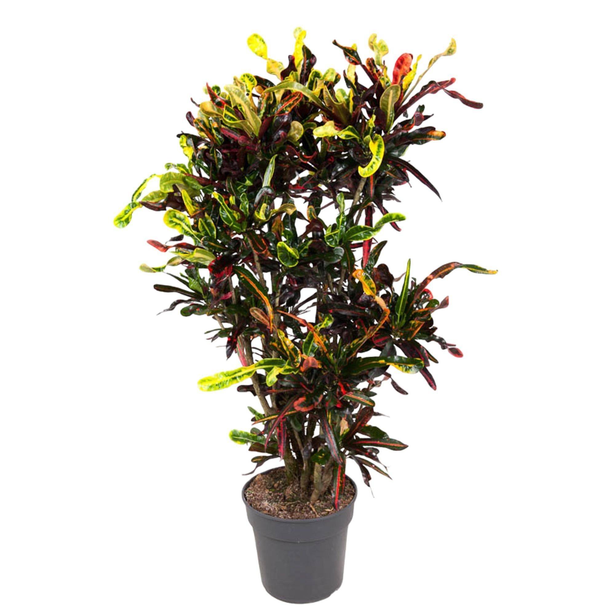 La Green Touch - Codiaeum croton coloré 120cm - Plante d'intérieur- La Green Touch