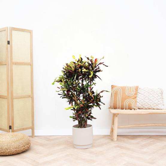 La Green Touch - Codiaeum croton coloré 120cm - Plante d'intérieur- La Green Touch - Image 2