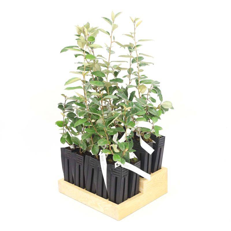 20 Elaeagnus (Elaeagnus ebbingei) - Haie de Chalef - - Pépinières Naudet - Image 3