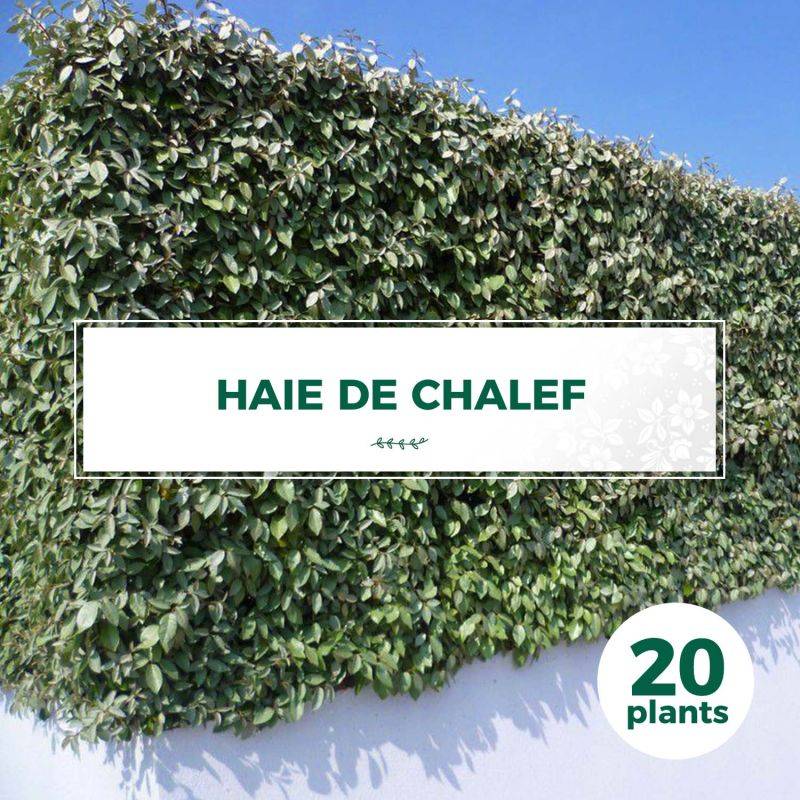 20 Elaeagnus (Elaeagnus ebbingei) - Haie de Chalef - - Pépinières Naudet - Image 1