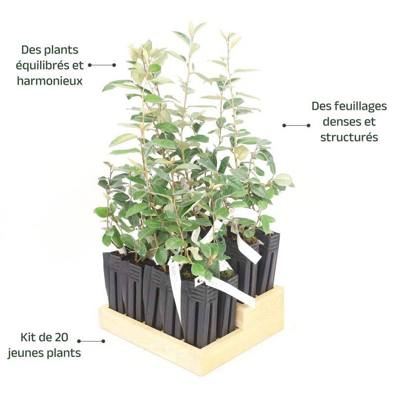 20 Elaeagnus (Elaeagnus ebbingei) - Haie de Chalef - - Pépinières Naudet - Image 4