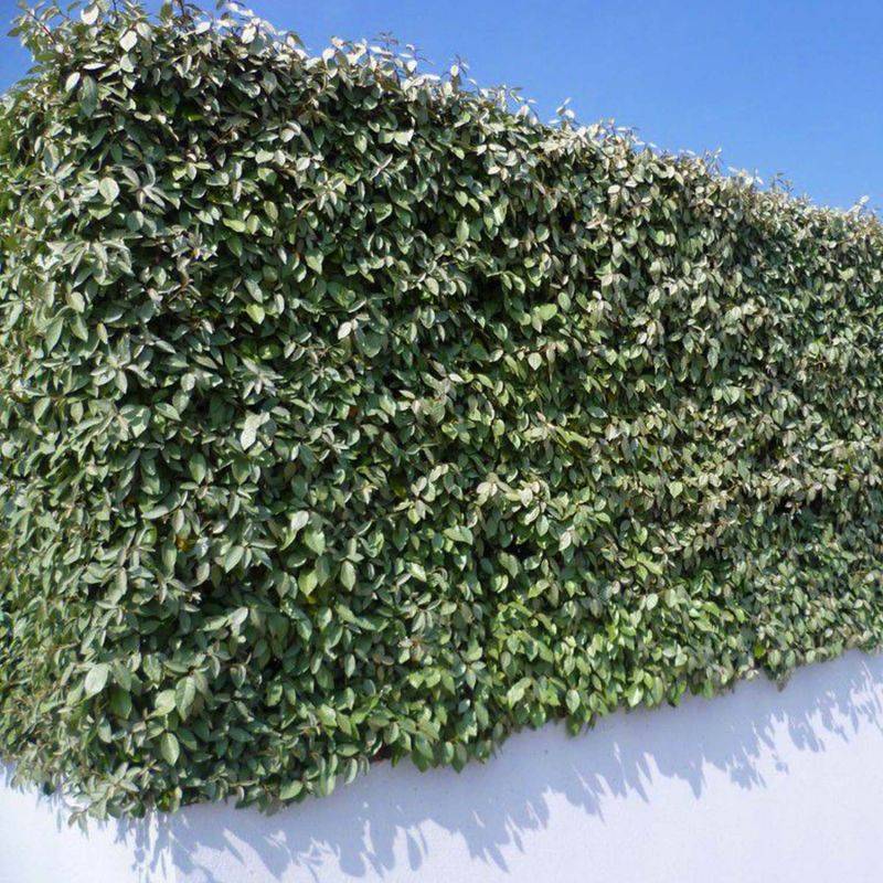 20 Elaeagnus (Elaeagnus ebbingei) - Haie de Chalef -  - Pépinières Naudet - Image 2