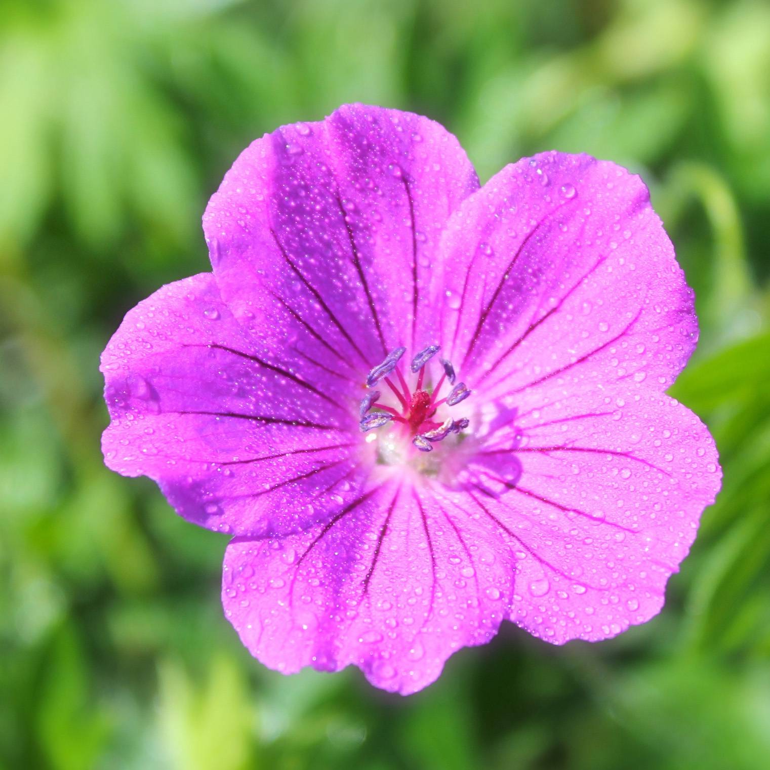 Promesse de Fleurs - Géranium vivace riversleaianum Russell Prichard Godet de 8/9 cm