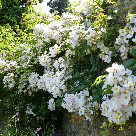 Rosier liane Francis E Lester Pot de 4L/5L