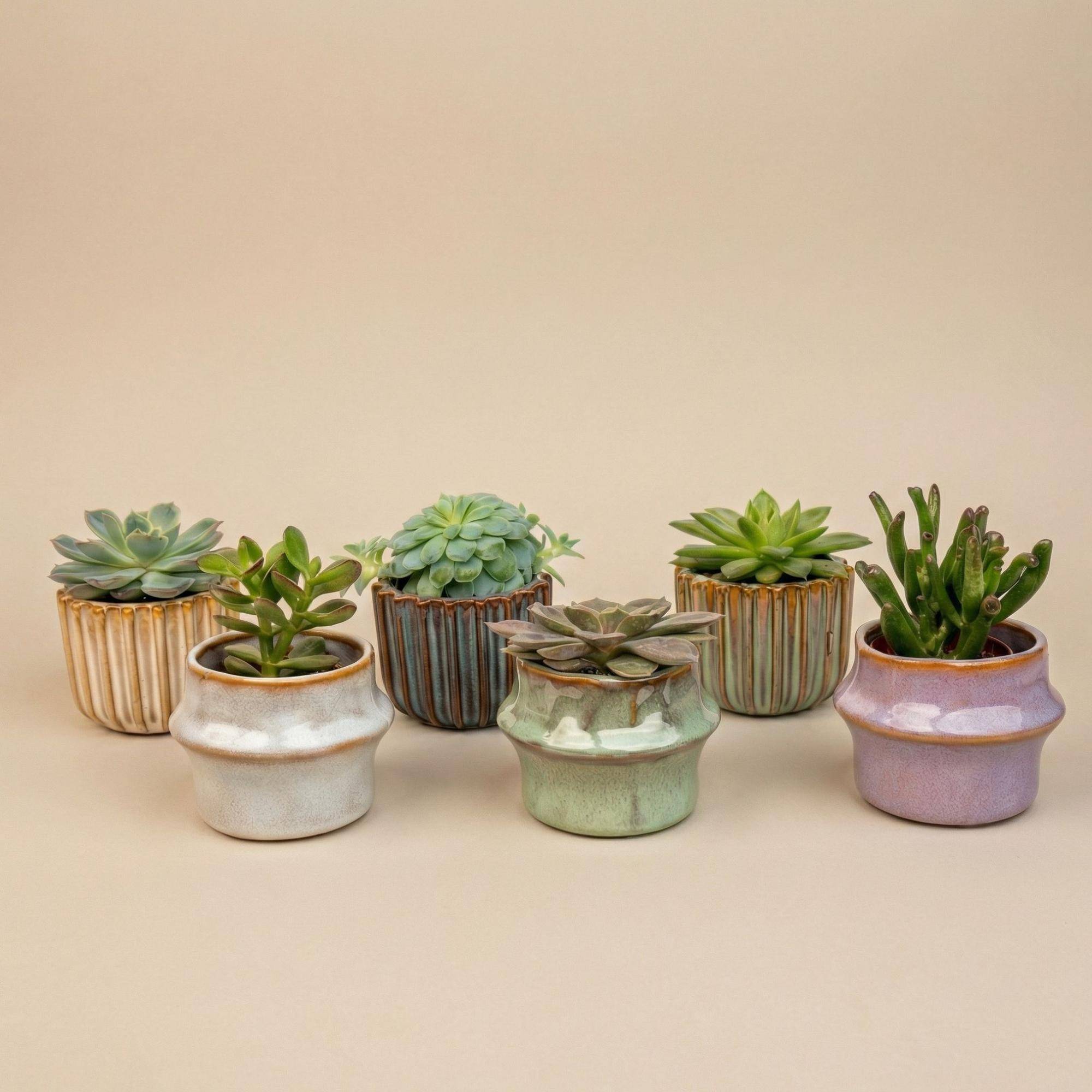Plantes grasses en mini pot céramique - lot de 6 - Ø6cm - Plantes d’intérieur - Image 1