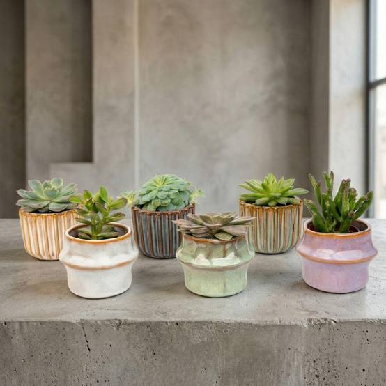 Plantes grasses en mini pot céramique - lot de 6 - Ø6cm - Plantes d’intérieur - Image 3