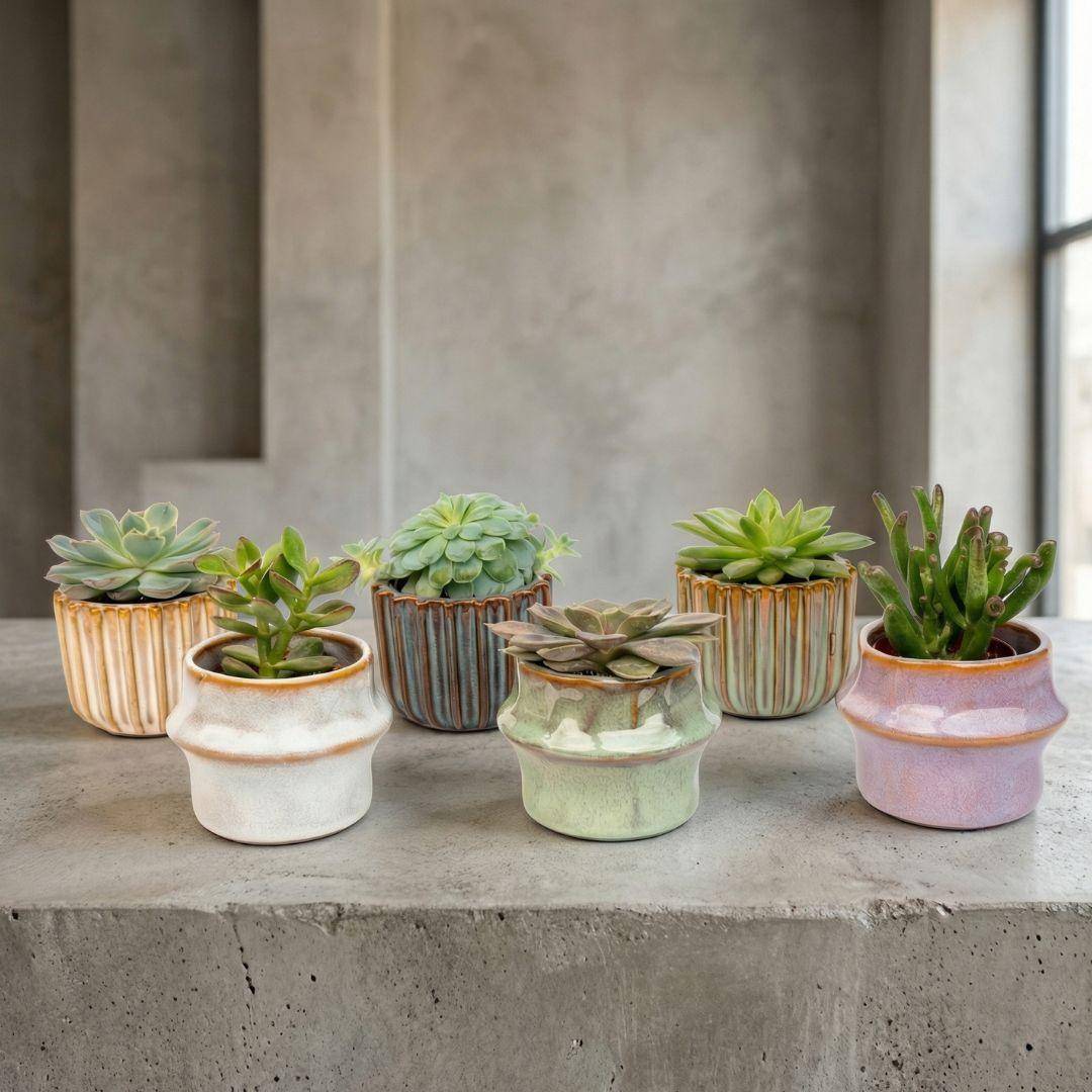Plantes grasses en mini pot céramique - lot de 6 - Ø6cm - Plantes d’intérieur - Image 3