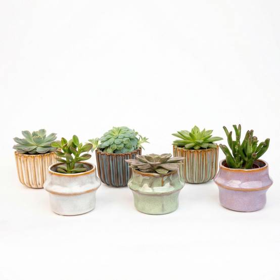 Plantes grasses en mini pot céramique - lot de 6 - Ø6cm - Plantes d’intérieur - Image 2