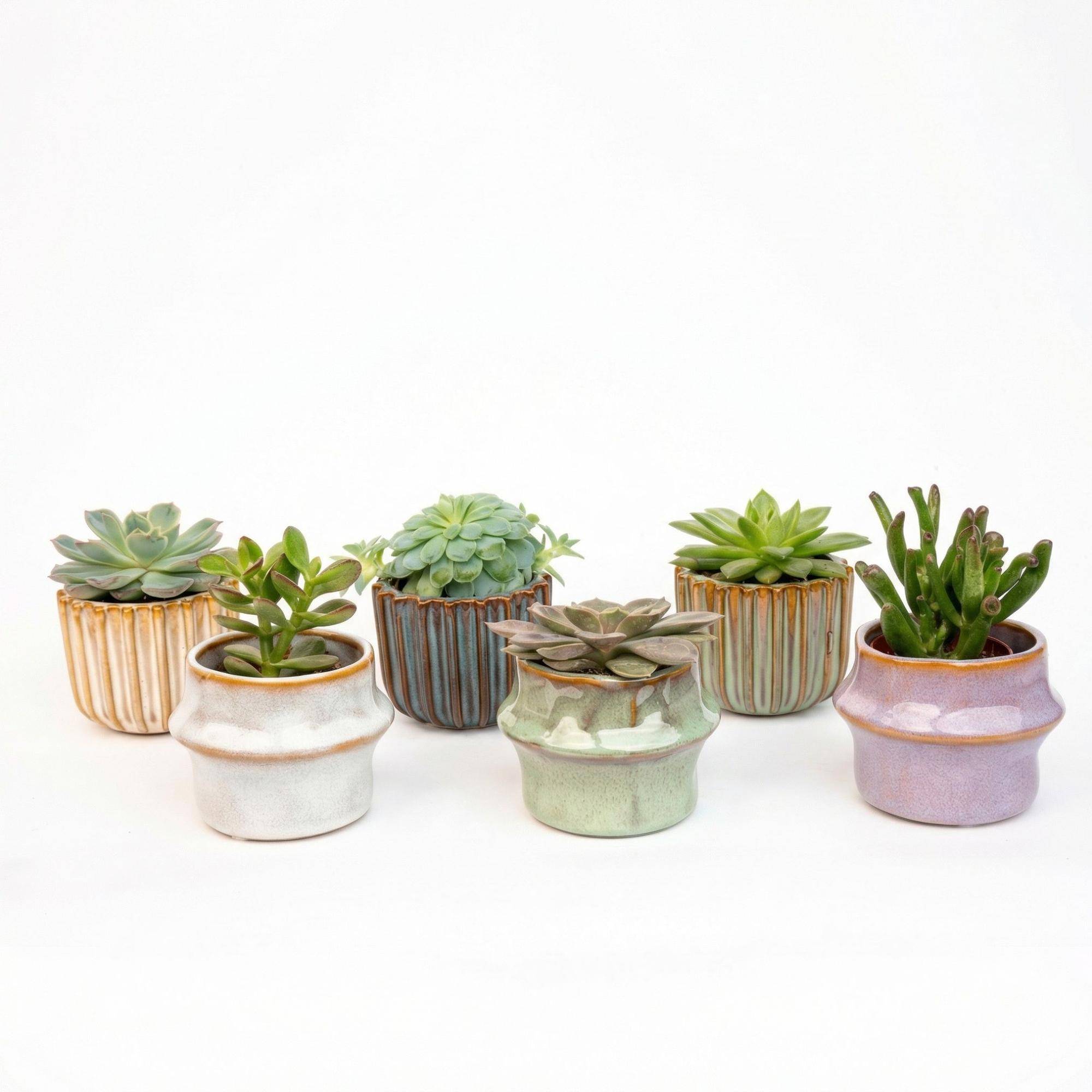 Plantes grasses en mini pot céramique - lot de 6 - Ø6cm - Plantes d’intérieur - Image 2