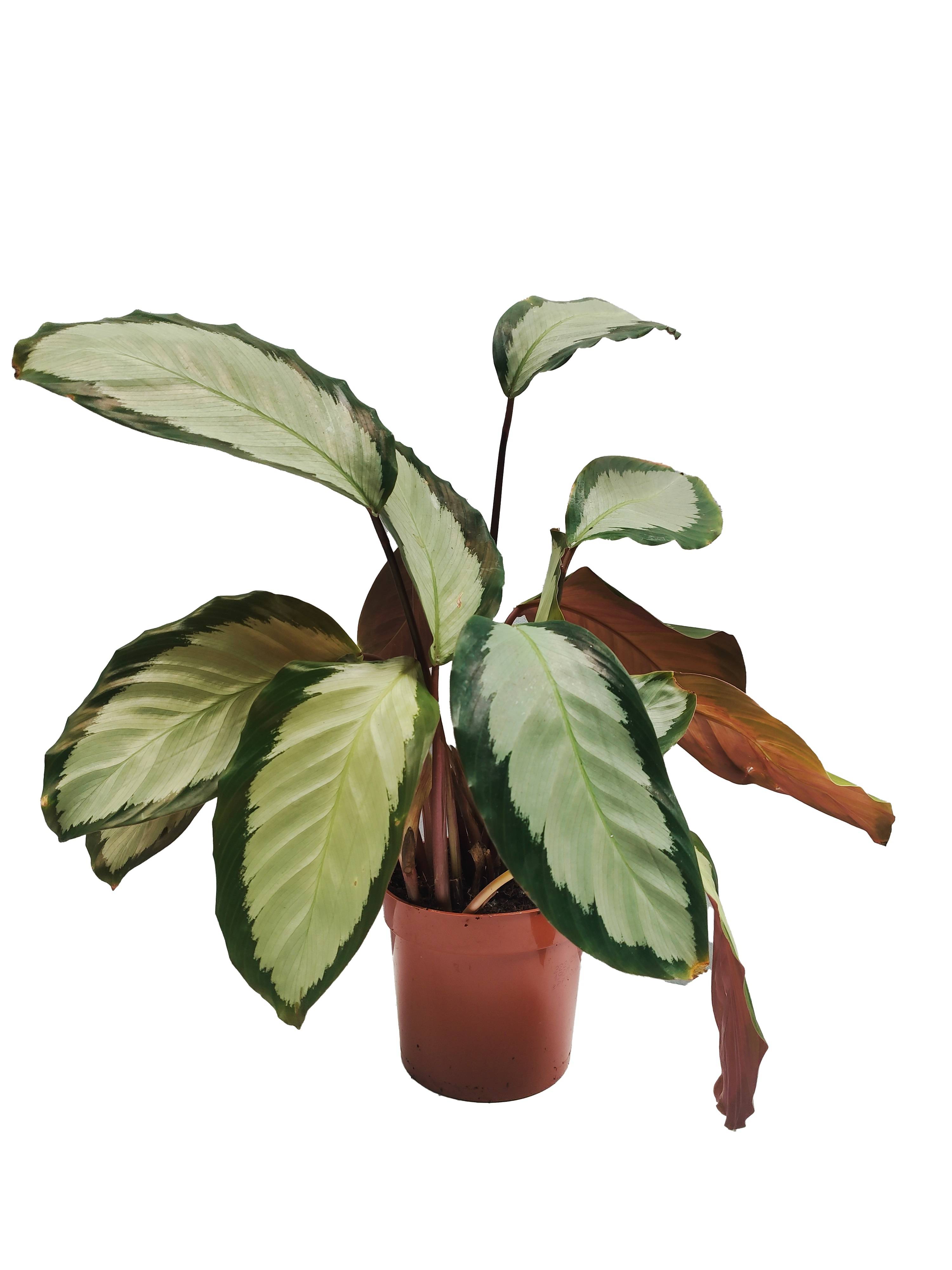 Calathea Picturata Pot 12cm