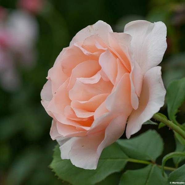 Rosier grimpant Belle de Londres (Compassion) Pot de 4L/5L