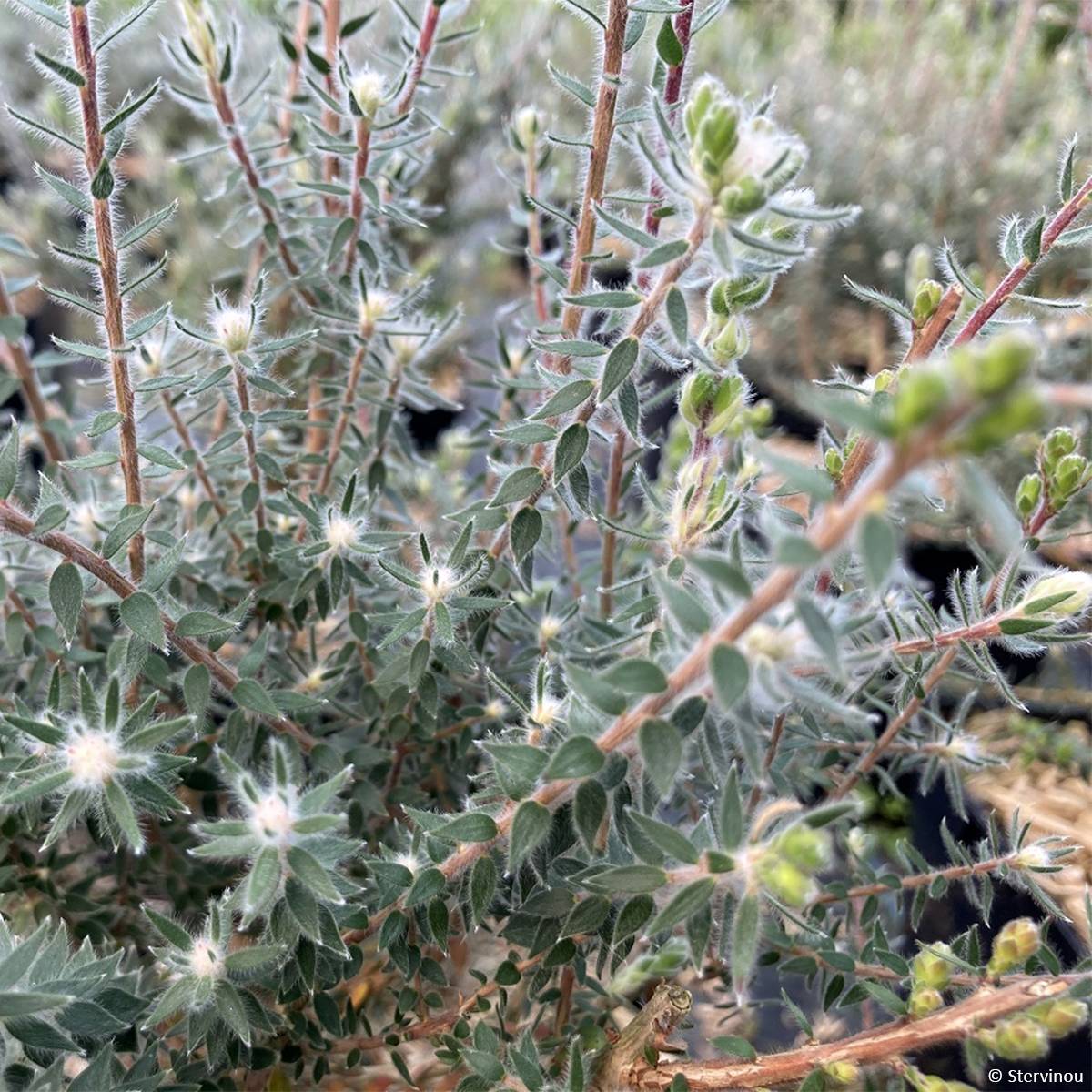 Promesse de Fleurs - Melaleuca squamea - cajeputier squameux Pot de 3L/4L - Image 1
