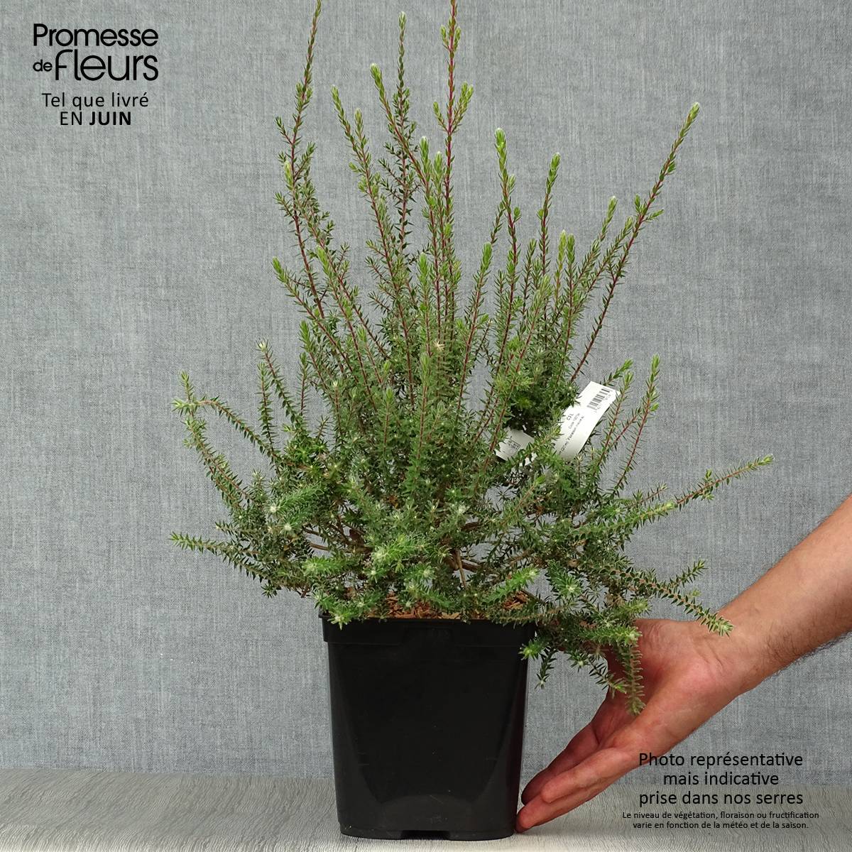 Promesse de Fleurs - Melaleuca squamea - cajeputier squameux Pot de 3L/4L - Image 2