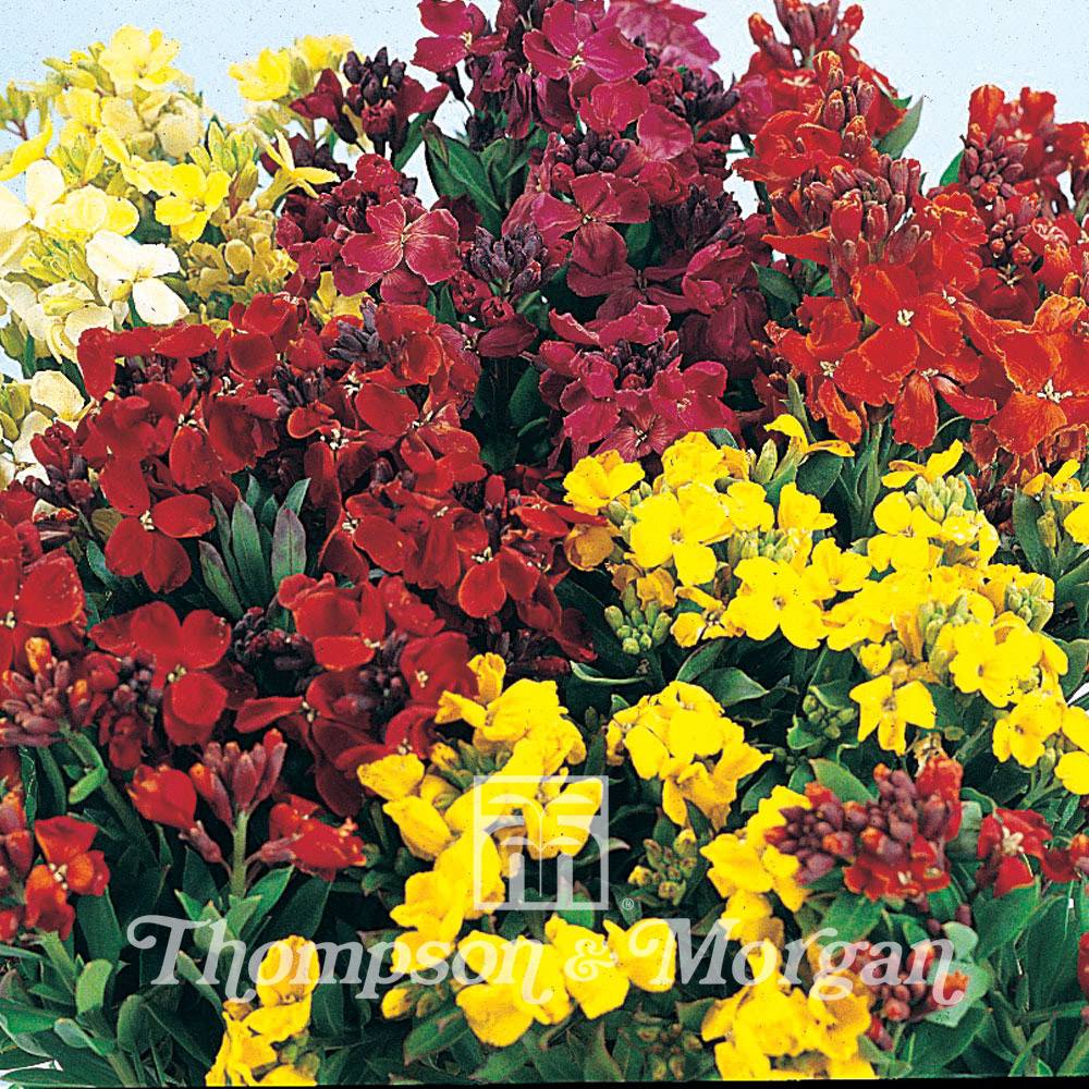 Graines de Giroflée ravenelle Bedding Mixed - Erysimum ou Cheiranthus cheirii le sachet de 450 graines environ (1g)