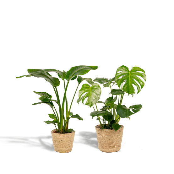 Strelitzia Nicolai - Image 1