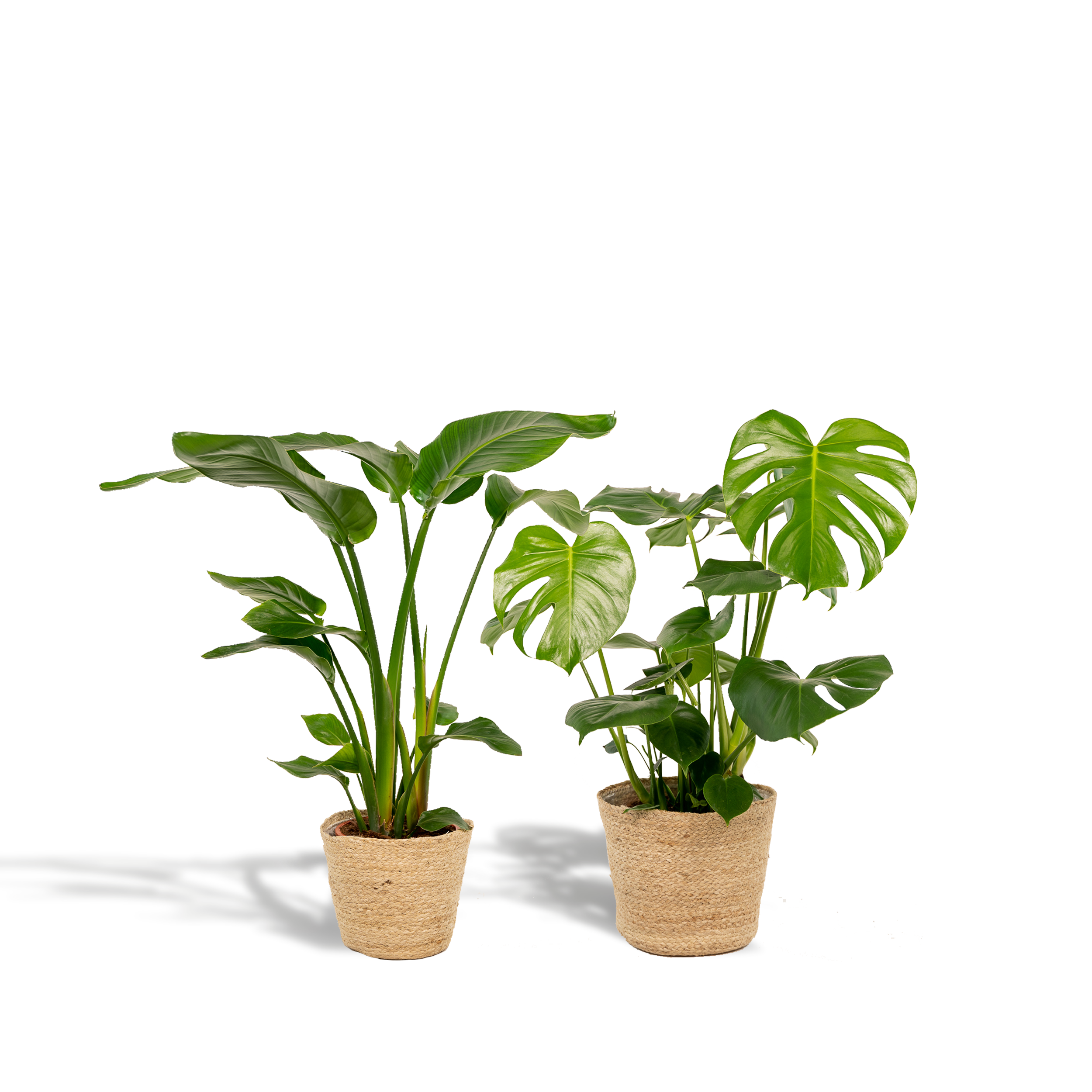 Strelitzia Nicolai - Image 1