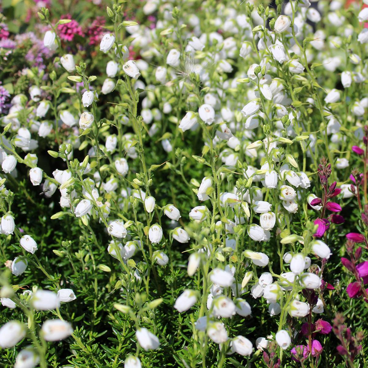 Promesse de Fleurs - Daboecia cantabrica Creeping White - Bruyère de Saint Daboec Pot de 12 cm / 13 cm - Image 1