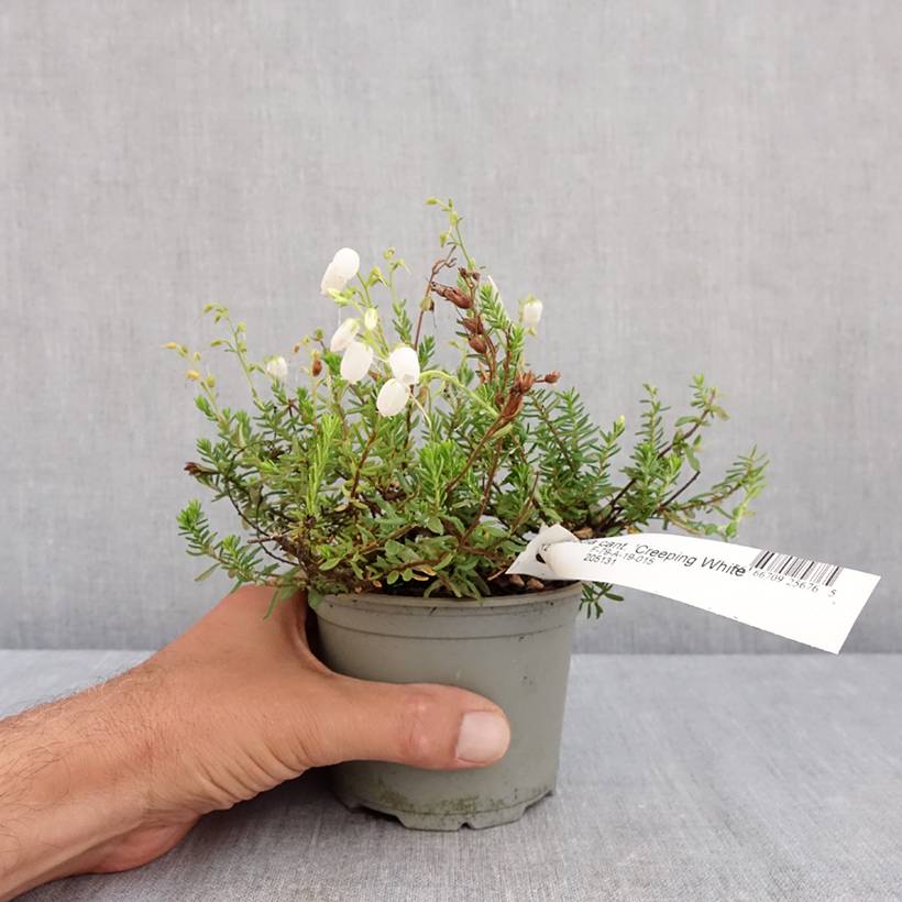 Promesse de Fleurs - Daboecia cantabrica Creeping White - Bruyère de Saint Daboec Pot de 12 cm / 13 cm - Image 2