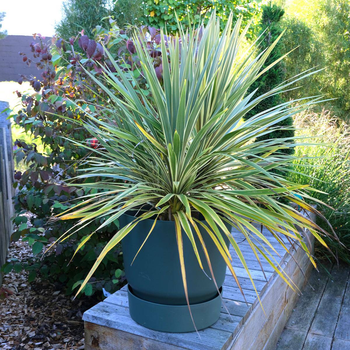 Promesse de Fleurs - Cordyline australis Fantasy Godet de 8/9 cm - Image 1
