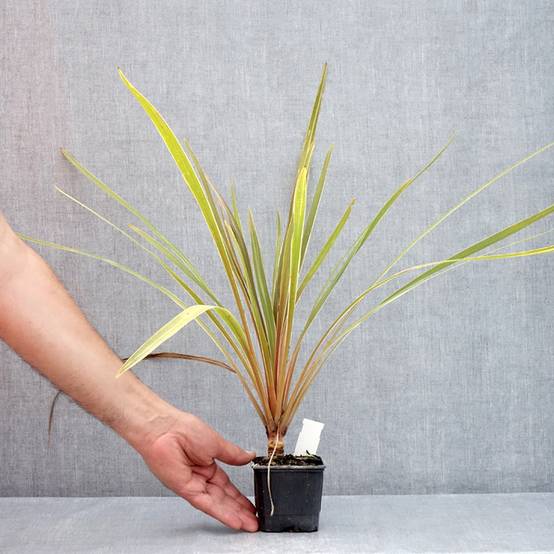 Promesse de Fleurs - Cordyline australis Fantasy Godet de 8/9 cm - Image 2