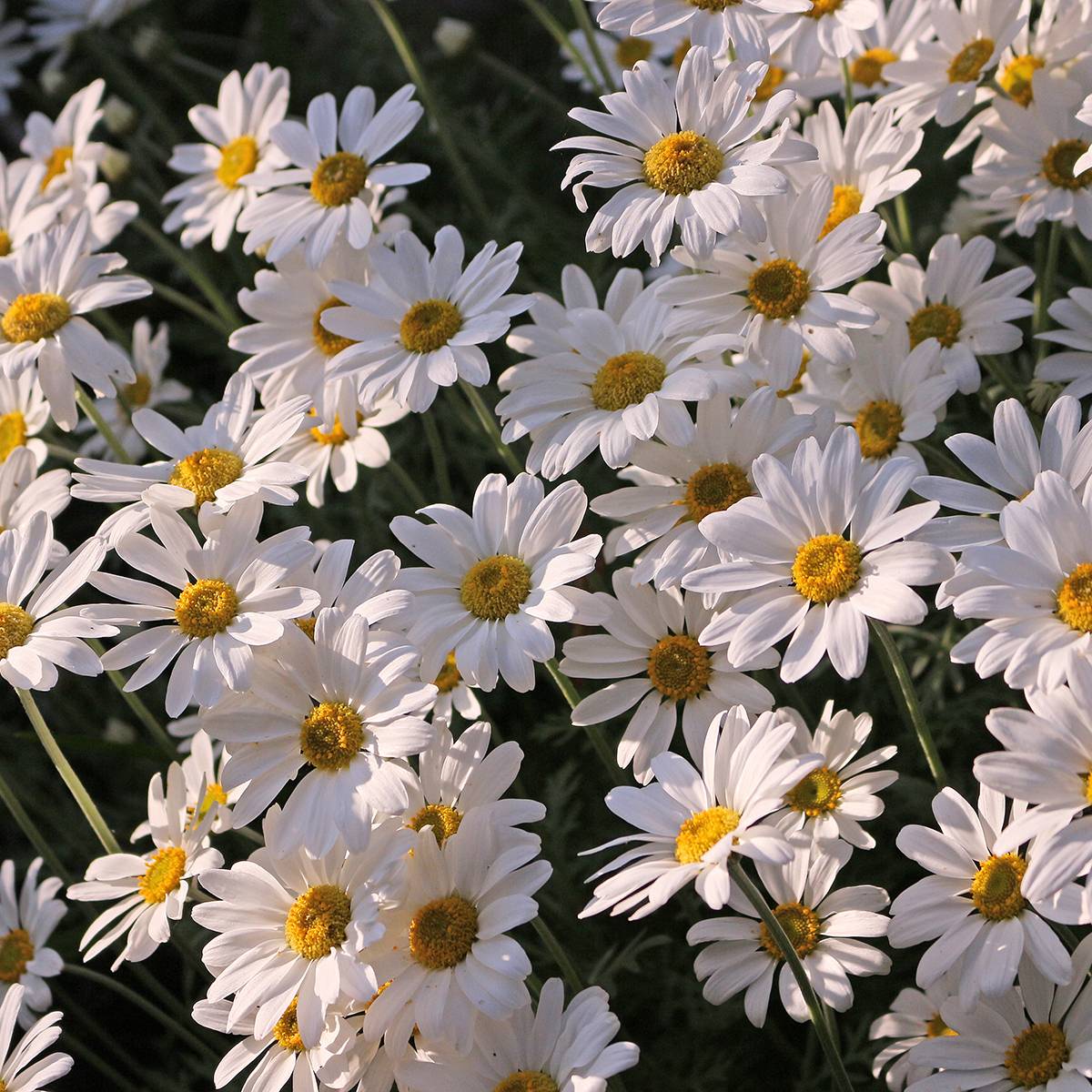 Leucanthemum x superbum Brightside - Grande marguerite Godet de 8/9 cm
