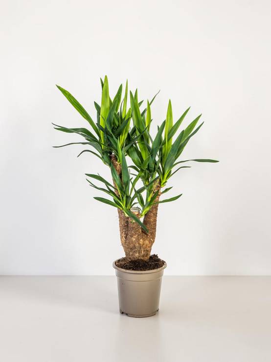 Yucca Elephantipes Ramifiée - D21 H60cm - Image 1
