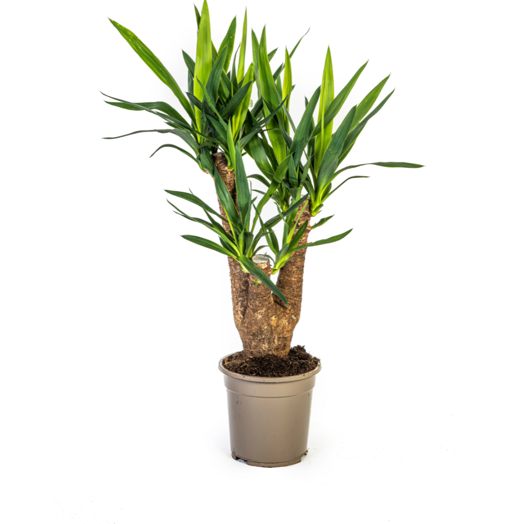 Yucca Elephantipes Ramifiée - D21 H60cm - Image 4