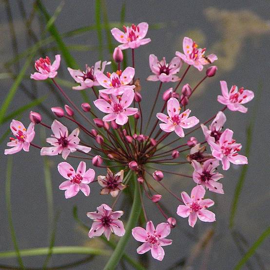 Promesse de Fleurs - Butomus umbellatus - Jonc fleuri Godet de 8/9 cm