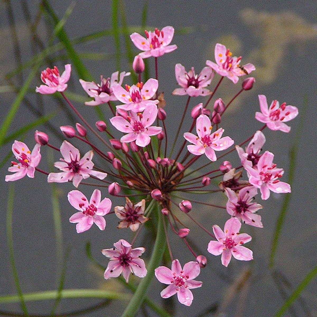 Butomus umbellatus - Jonc fleuri Godet de 8/9 cm