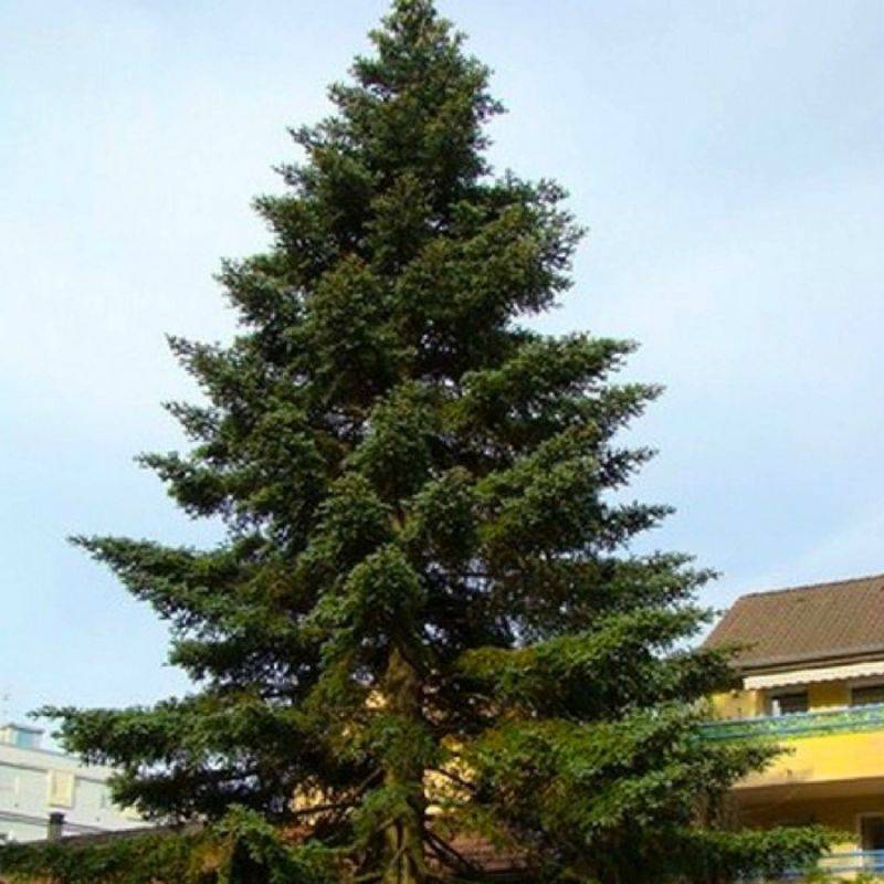 Sapin d'Espagne (Abies pinsapo) - Godet - Taille 13/25cm - Pépinières Naudet