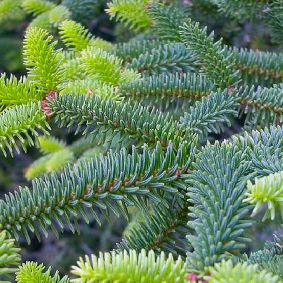 Sapin d'Espagne (Abies pinsapo) - Godet - Taille 13/25cm - Pépinières Naudet - Image 2