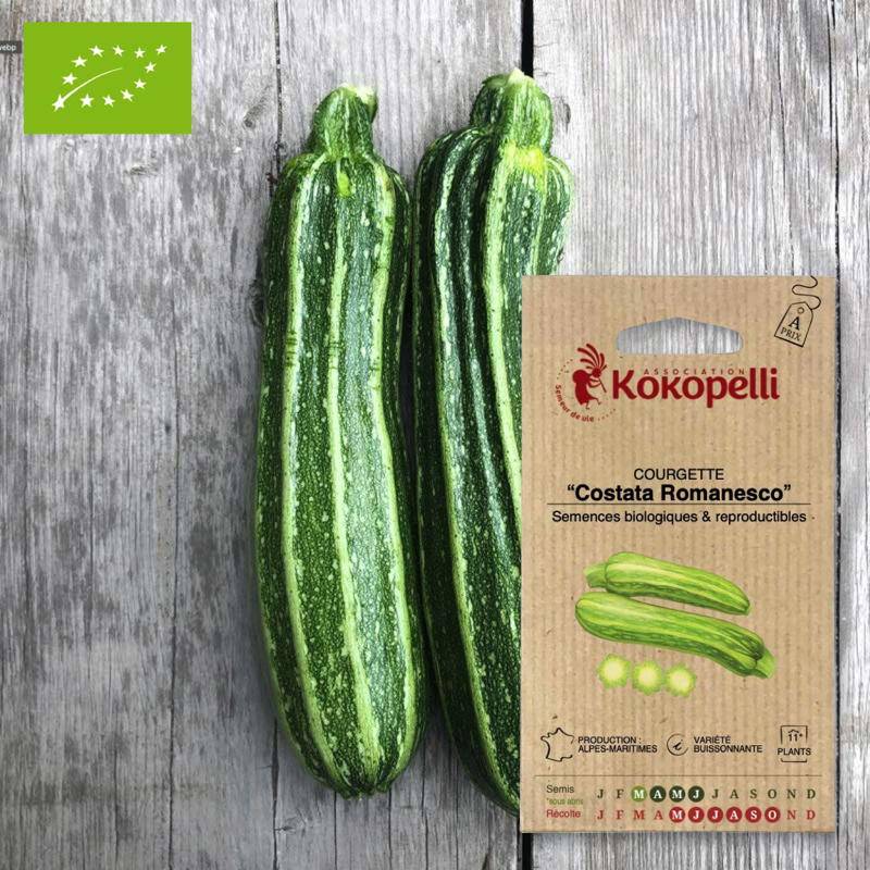 Graines bio à semer - Courgette Costata Romanesco- Association Kokopelli
