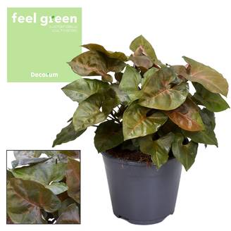 Syngonium Maria Feel Vert - D14 H25cm