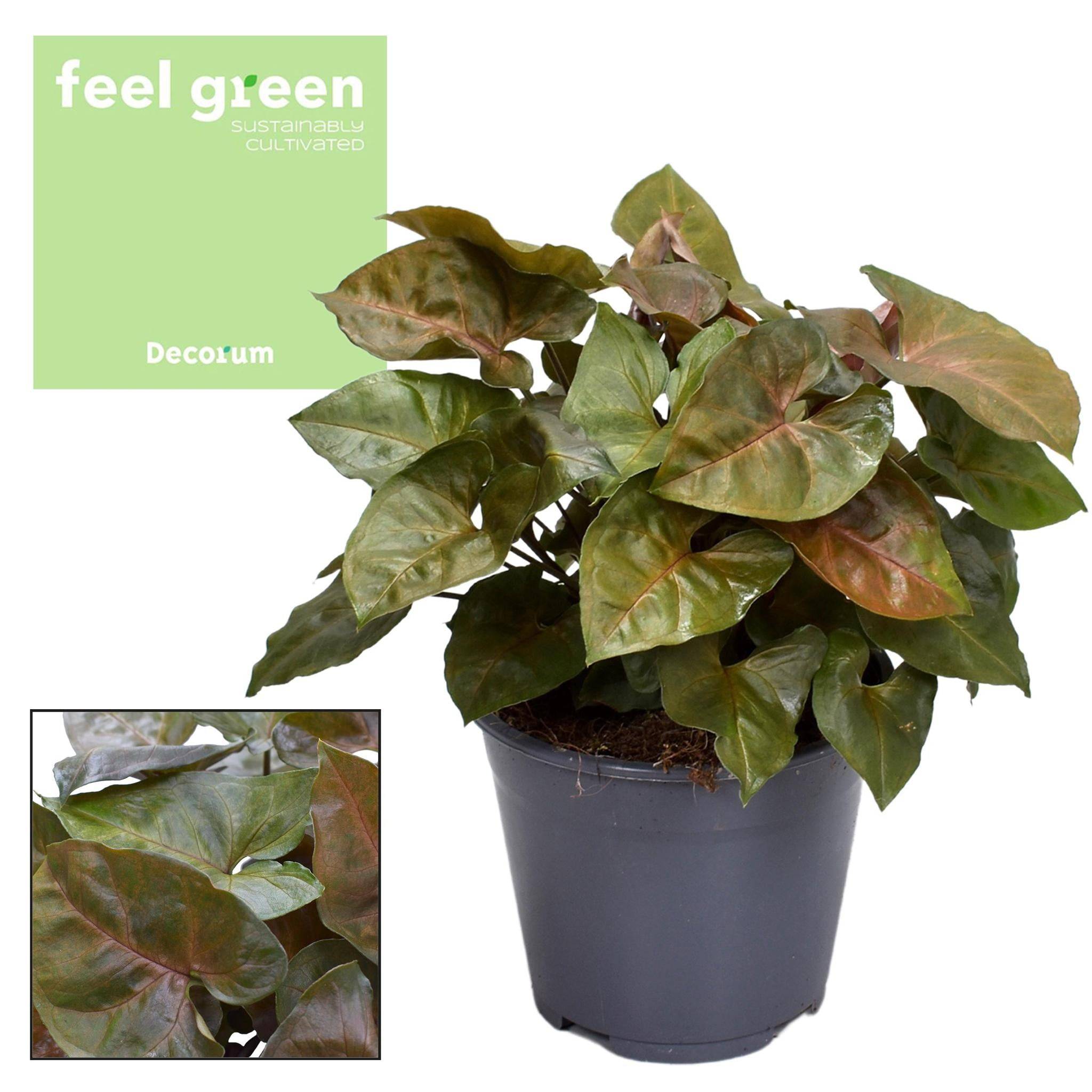 Syngonium Maria Feel Vert - D14 H25cm