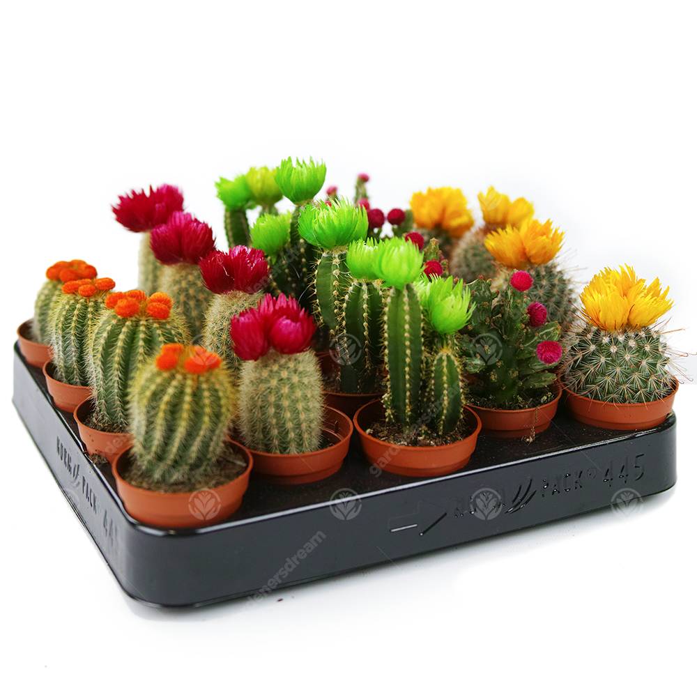 Gardenersdream - Assortiment Mini Cactus Disco Plante D'Intérieur En Pot 5,5 Cm Petit Cadeau Pour Maison / Bureau (Lot De 20) - GardenersDream - Image 1