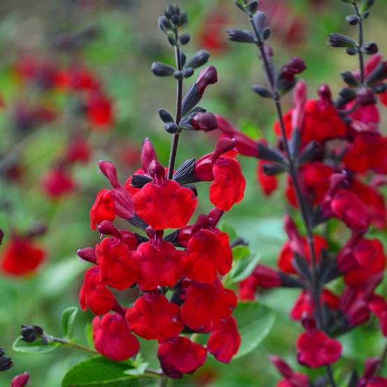 Sauge arbustive Reve Rouge - Salvia jamensis Pot de 2L/3L