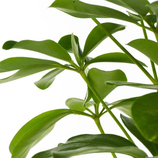 Gardenersdream - Schefflera Nora - Plante Parapluie Naine | Plante En Pot D'Intérieur Pour La Maison Ou Le Bureau - GardenersDream - Image 2