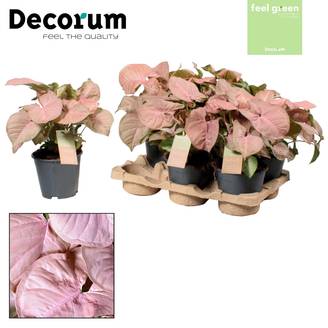 Syngonium Rouge Heart Feel Vert - D14 H30cm