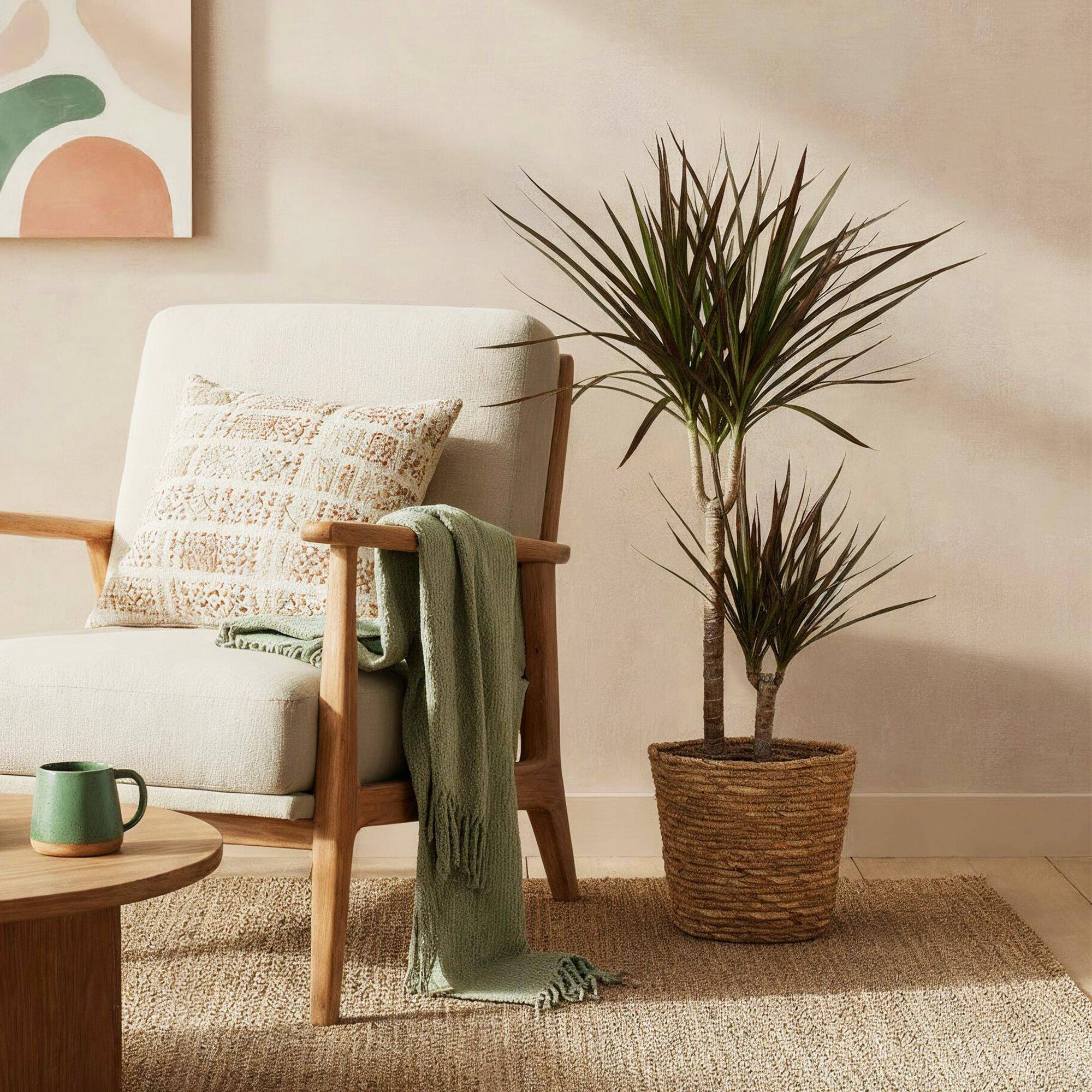 Dracaena Magenta - Ø21cm - ↕100cm - Plantes d’intérieur - Image 4