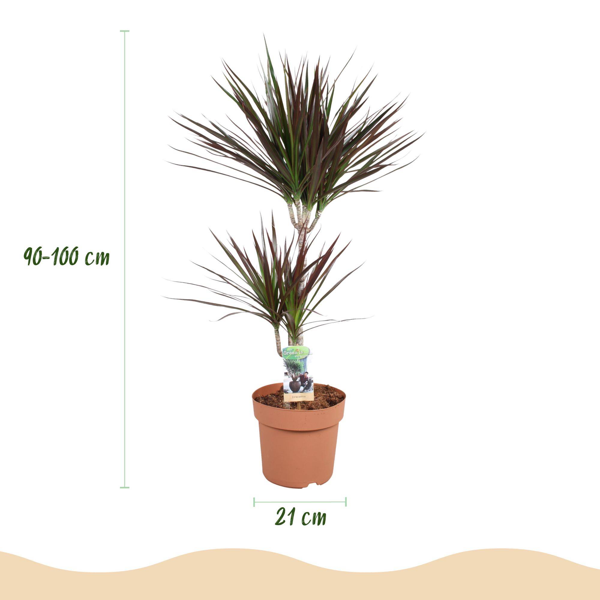 Dracaena Magenta - Ø21cm - ↕100cm - Plantes d’intérieur - Image 3