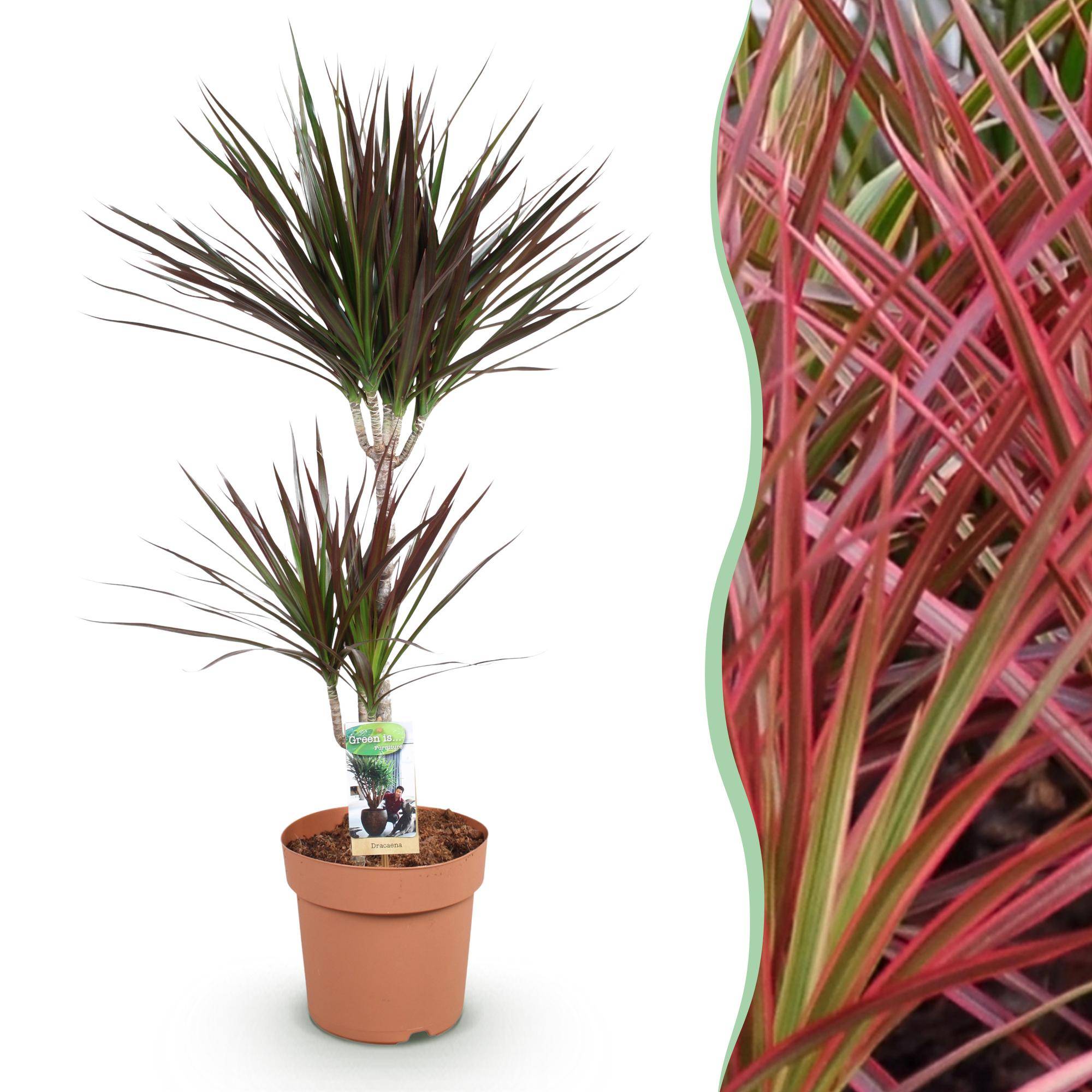 Dracaena Magenta - Ø21cm - ↕100cm - Plantes d’intérieur - Image 1