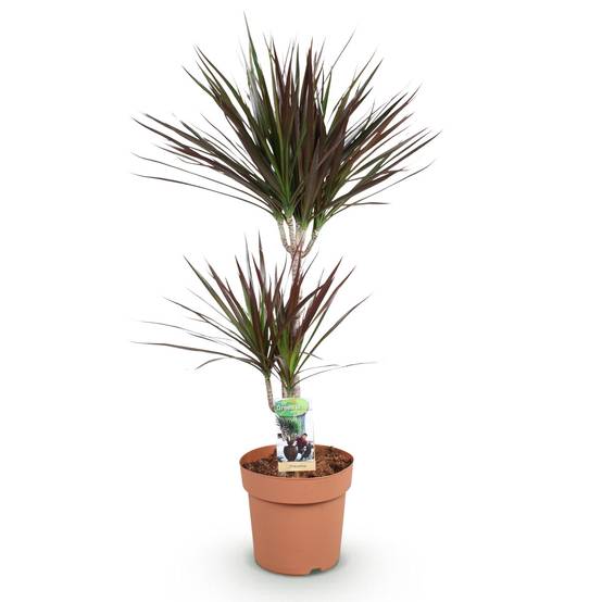 Dracaena Magenta - Ø21cm - ↕100cm - Plantes d’intérieur - Image 2