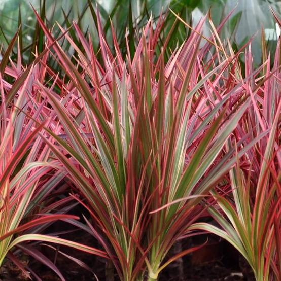 Dracaena Magenta - Ø21cm - ↕100cm - Plantes d’intérieur - Image 5