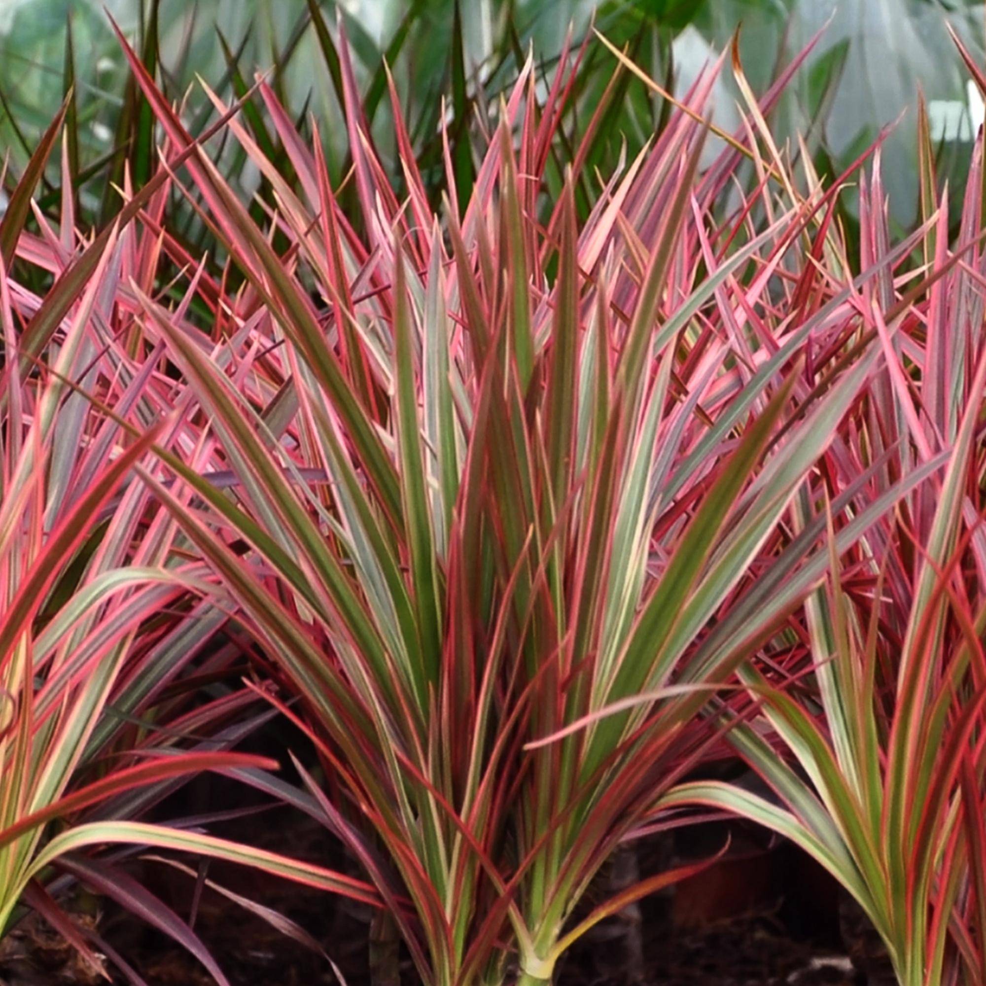 Dracaena Magenta - Ø21cm - ↕100cm - Plantes d’intérieur - Image 5