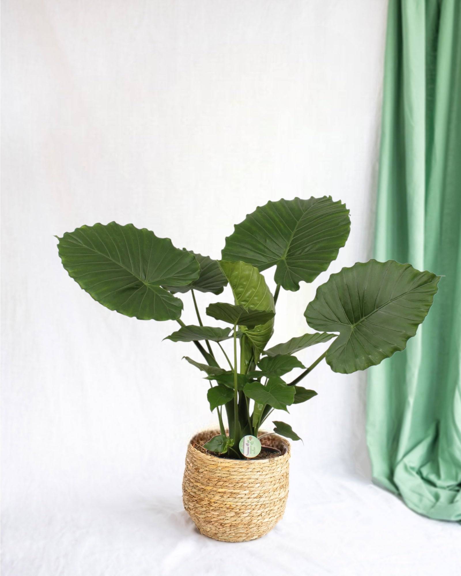 Alocasia Gageana California 80cm - Plante d'intérieur- La Green Touch - Image 2