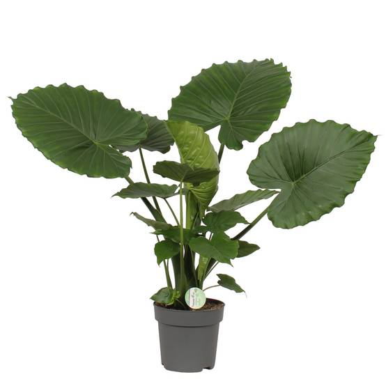 Alocasia Gageana California 80cm - Plante d'intérieur- La Green Touch - Image 1