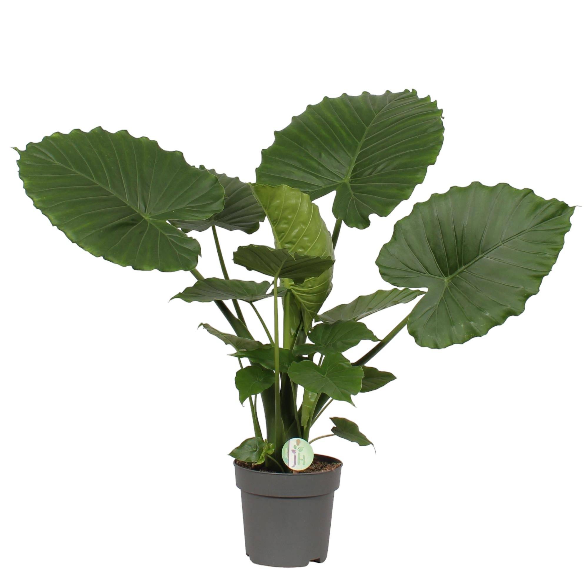 Alocasia Gageana California 80cm - Plante d'intérieur- La Green Touch - Image 1