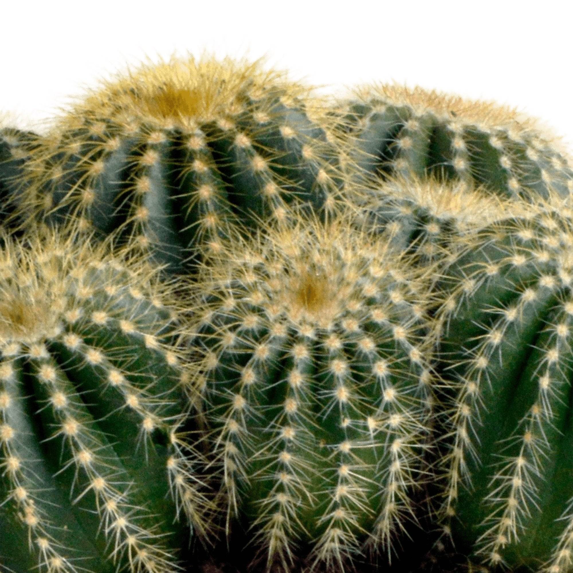 Parodia Warasii - D12 H23cm - Image 3